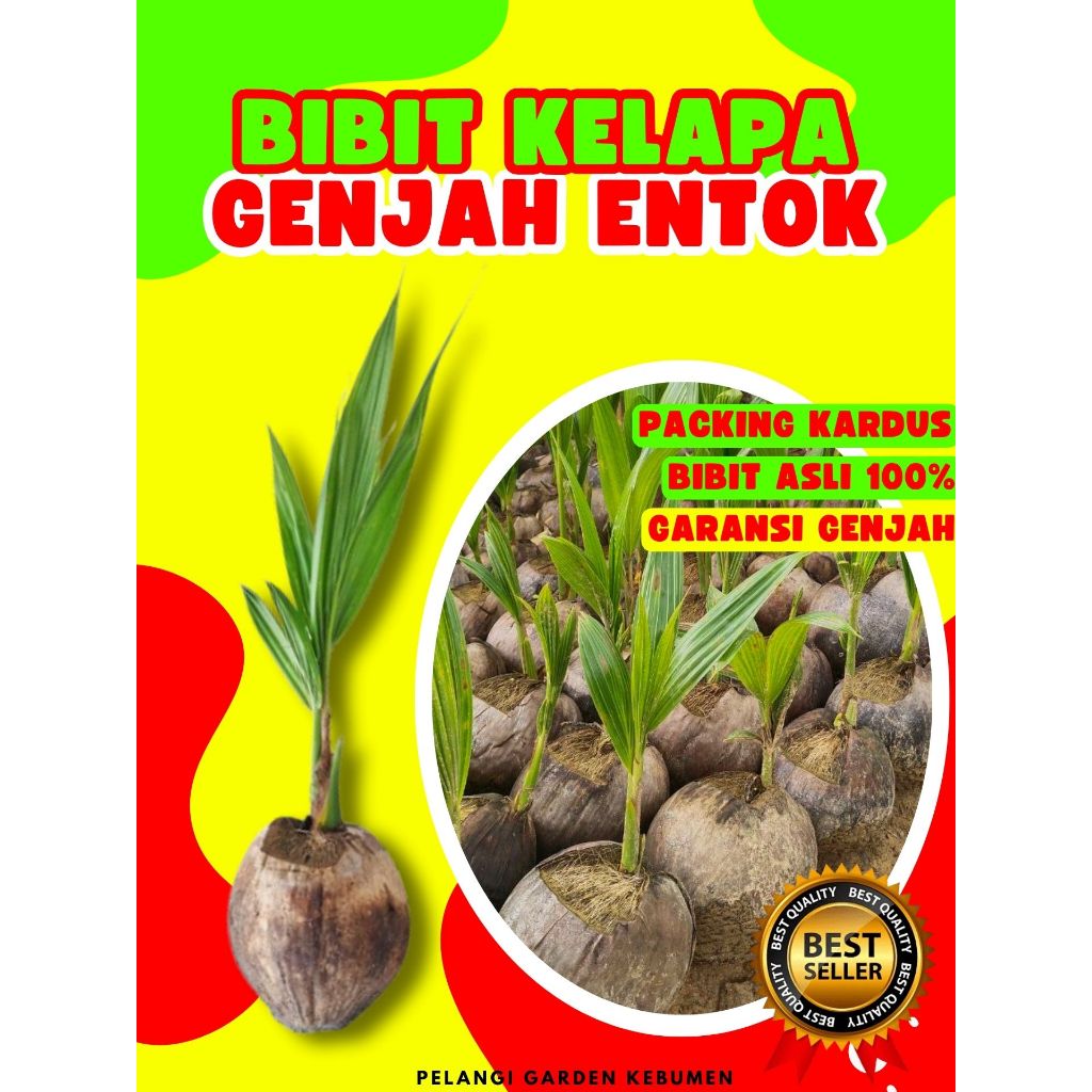 TERBAIK.. Pohon Buah Kelapa Entog, Pohon Buah Kelapa Entok Anakan, Pohon Buah Kelapa Entok Anak