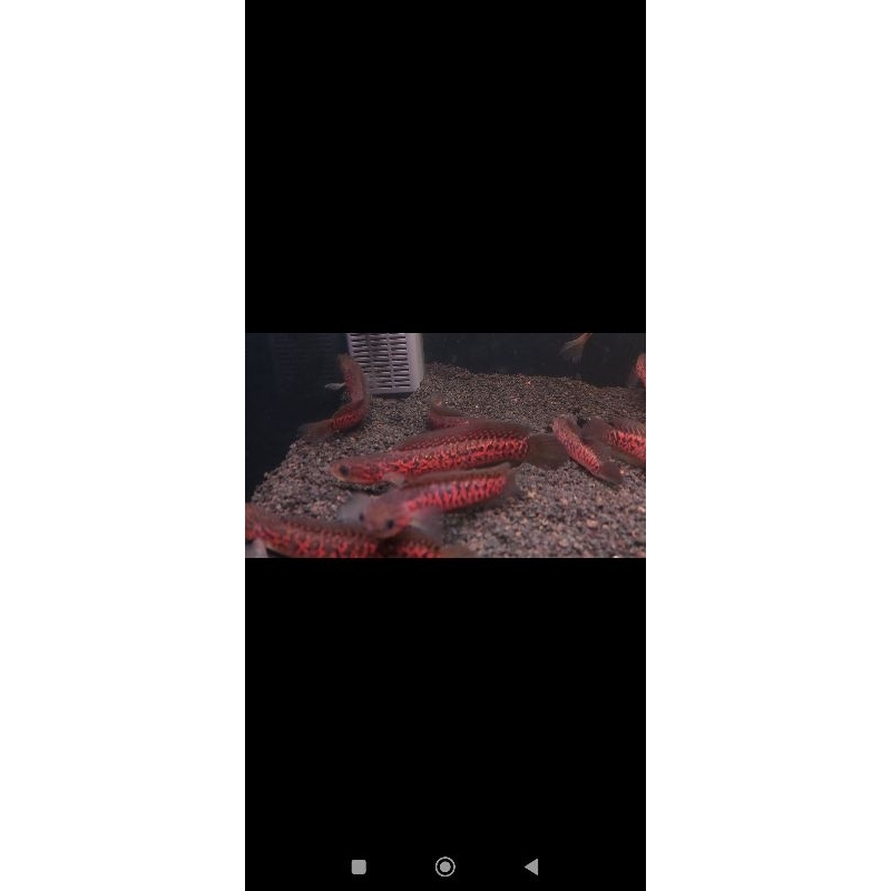 ASIATICA RSP KALIMAYA