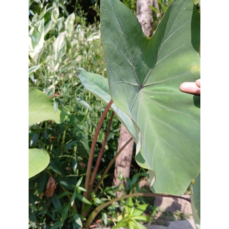 Colocasia / bibit talas hitam tanaman hias umbi keladi2an.
