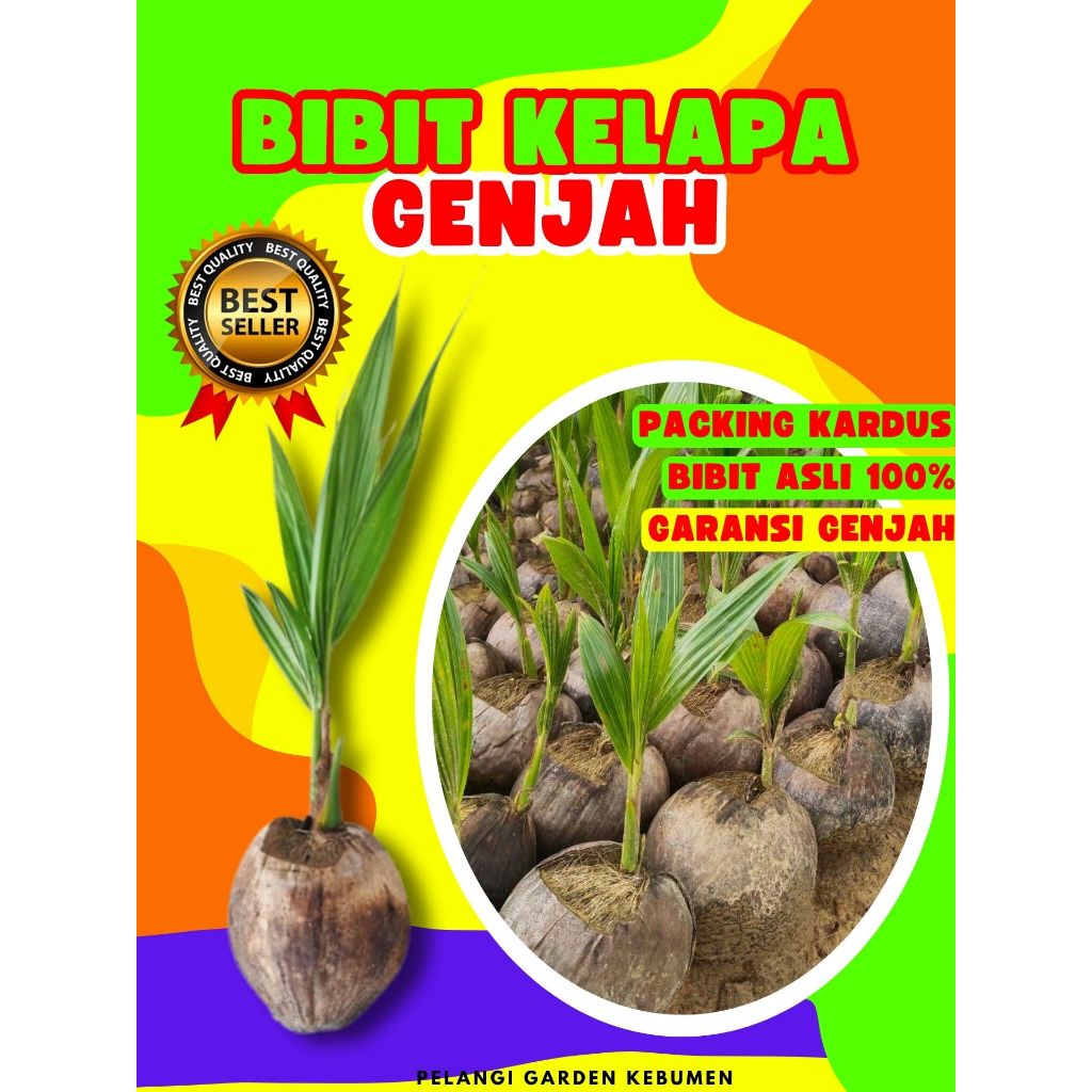BIBIT PREMIUM.. Pohon Buah Kelapa Hibrida Pendek, Pohon Buah Kelapa Ijo, Pohon Buah Kelapa Ijo Asli