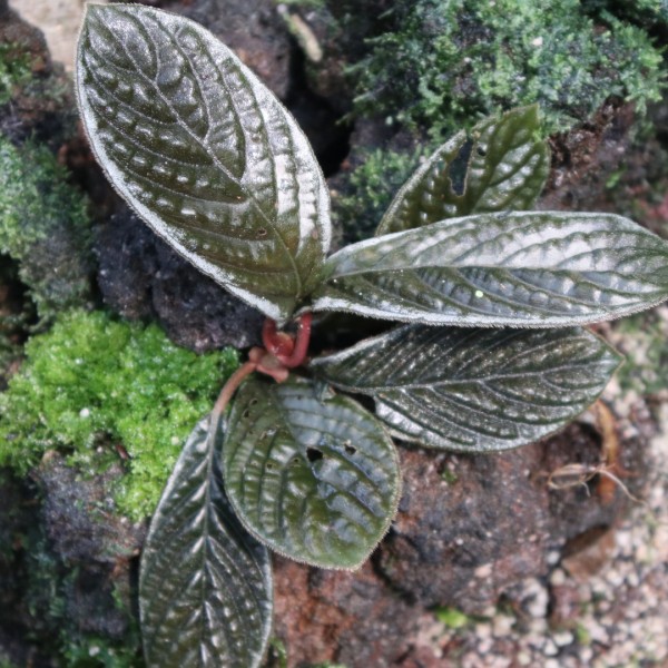 Tanaman Endemik Acranthera Collina Red Metallic - Tanaman Endemik Indonesia