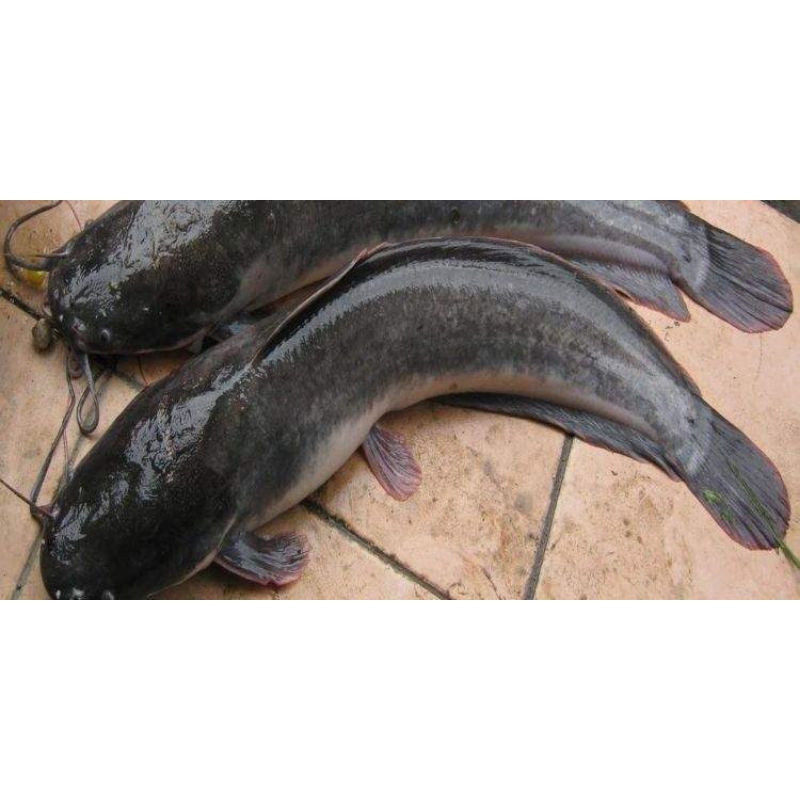 

ikan lele segar 500g,1kg