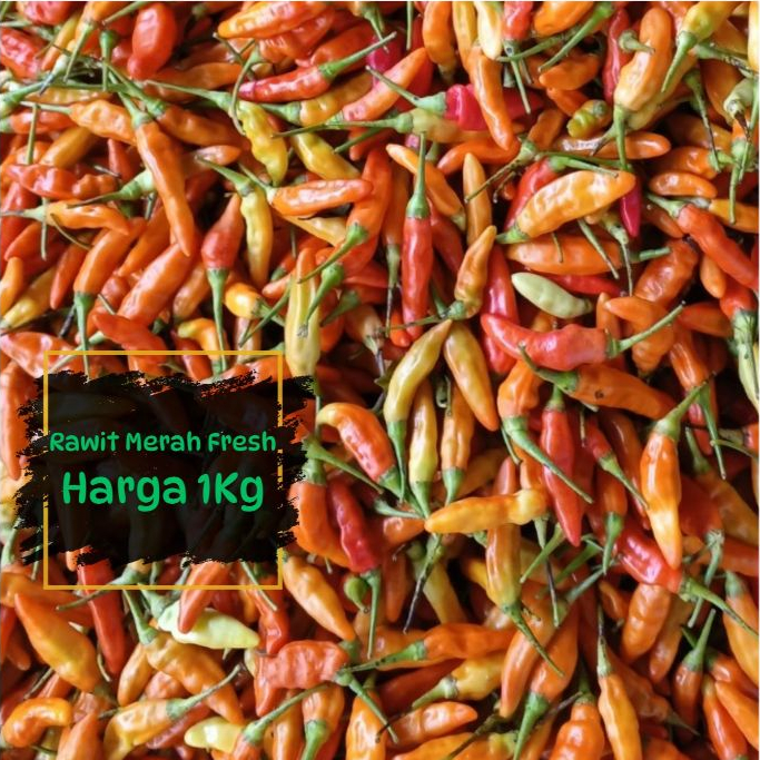 

Cabe rawit merah 1kg Cabai rawit merah 1kg cabai harga 1kg packing kardus