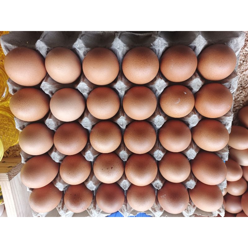 

Telur Ayam Negeri Premium Fresh 500 Gram