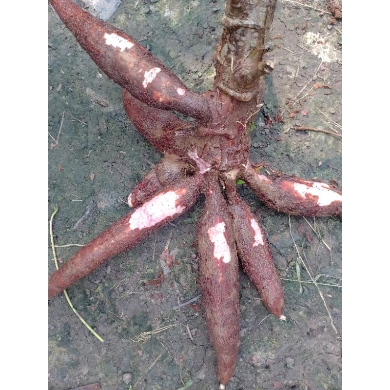 

1kg singkong kulit merah