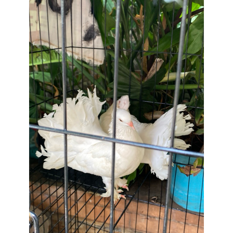 Burung Dara Kipas Sepasang Jantan dan Betina