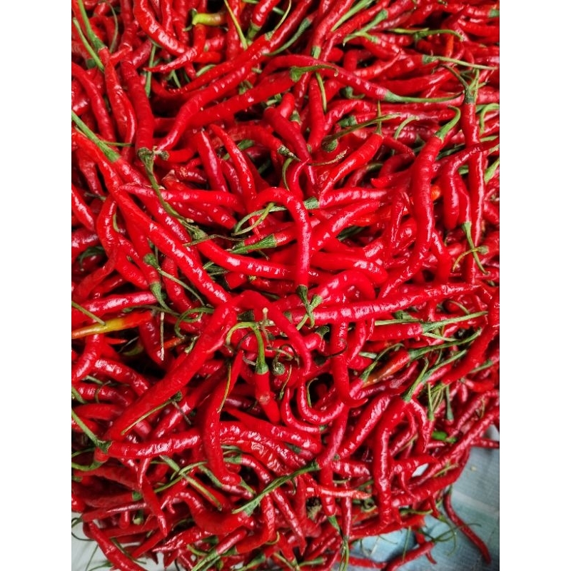 

Cabe Merah Keriting