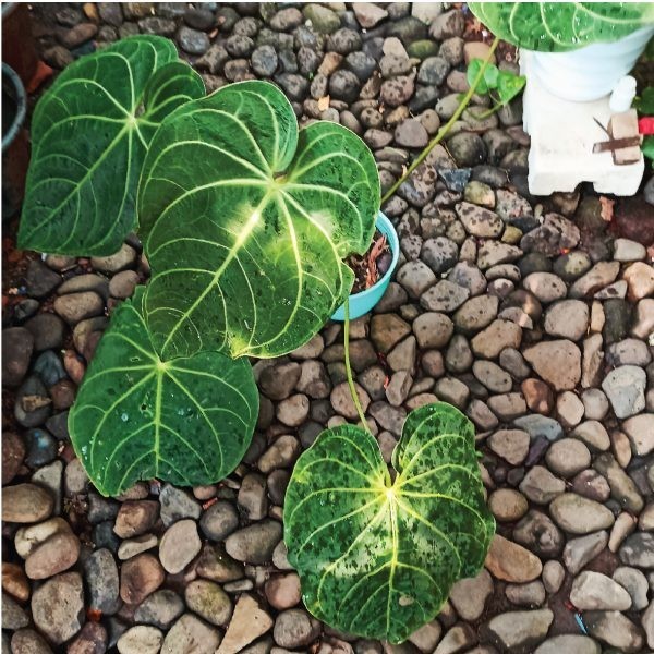 Tanaman Hias Anthurium Regale Sunda - Tanaman Hias Indonesia