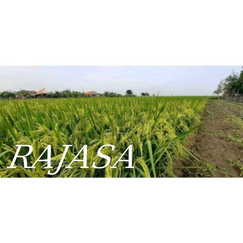 benih padi RAJASA(1kg)