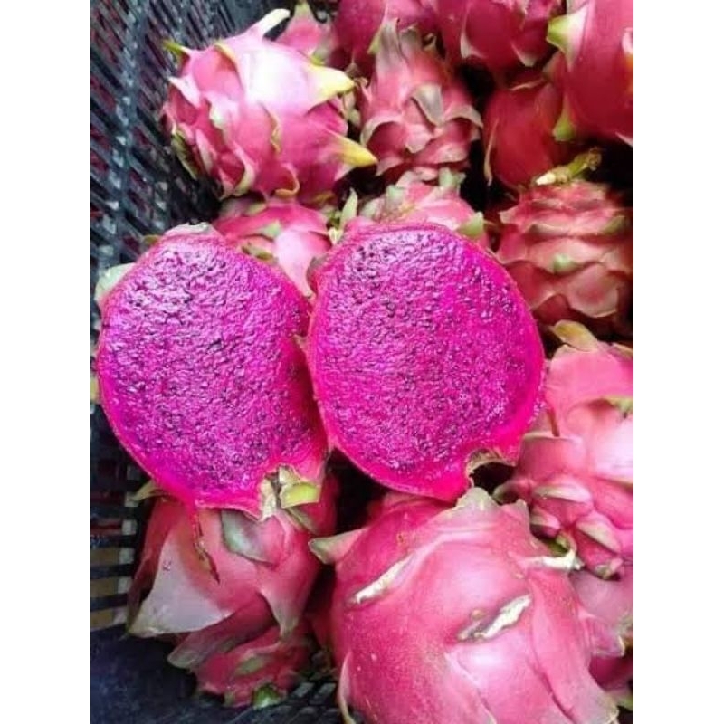 

Buah Naga Merah 1kg