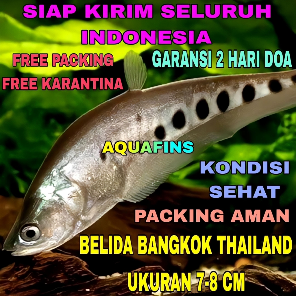 HIASAN BELIDA BANGKOK THAILAND TOTOL HITAM UKURAN 7-8 CM