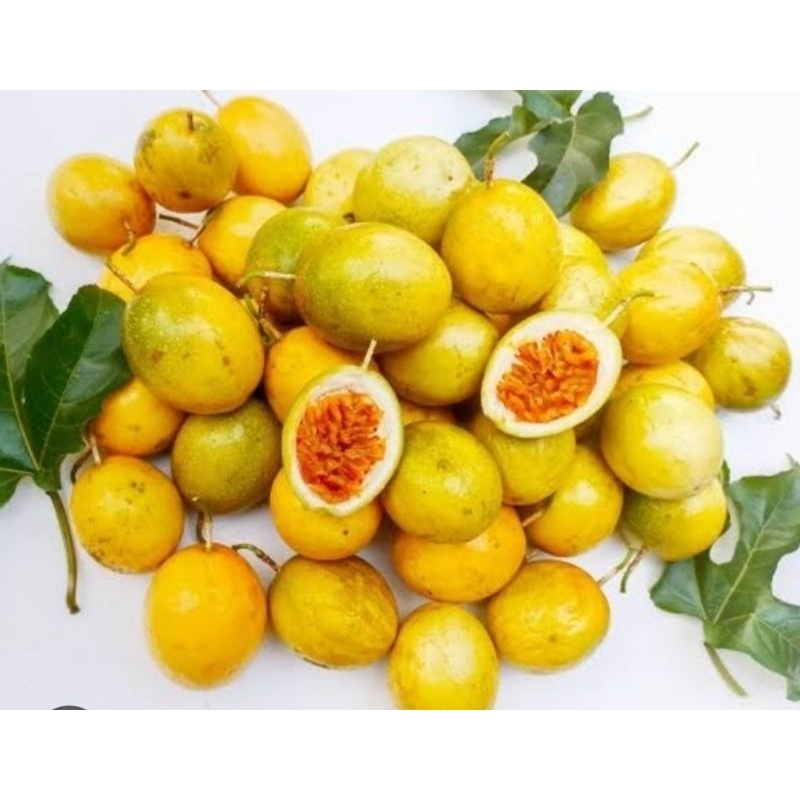 

Jual buah markisa kuning segar 1 kg fresh asli