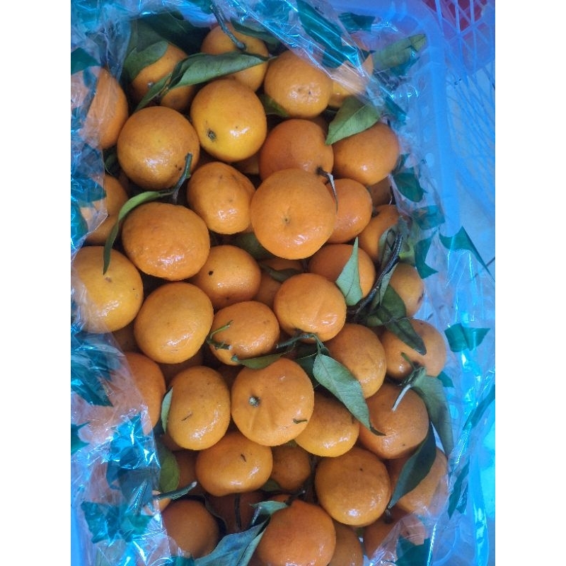 Jeruk Wogam Wokam Daun 1kg Malang Kota