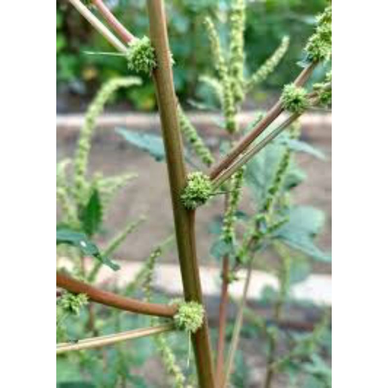 

bayam duri hijau/budidaya organik/500g segar beserta akar bersih dari tanah/samsul herbaly