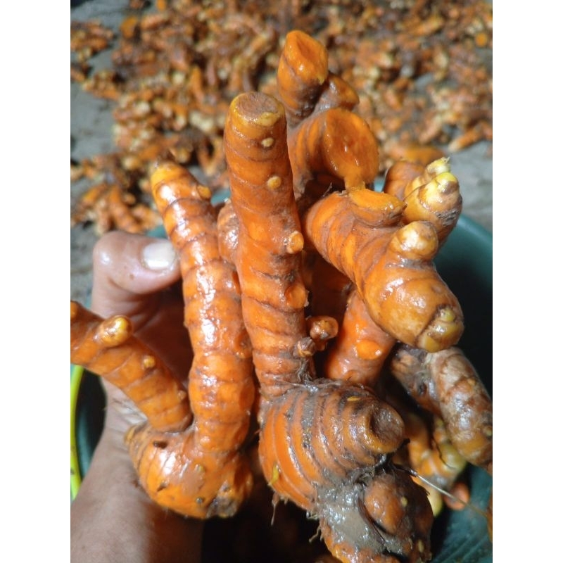 

Kunyit tua segar 1kg