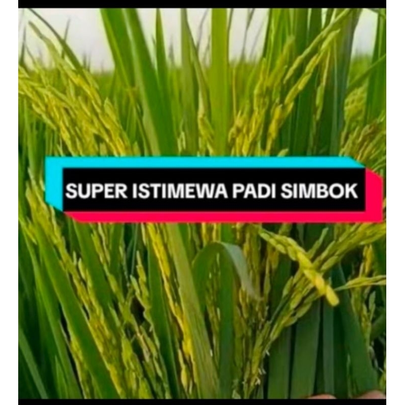 BENIH BIBIT PADI SIMBOK KEMASAN 5 KG