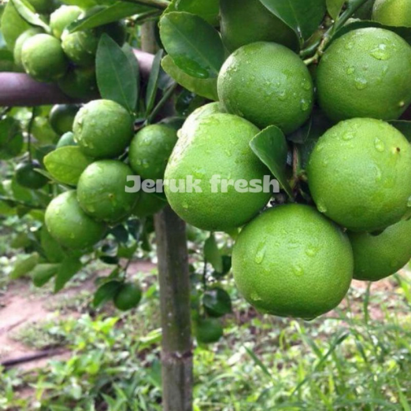 

Jeruk Nipis Segar Grade A Kualitas dijamin segar