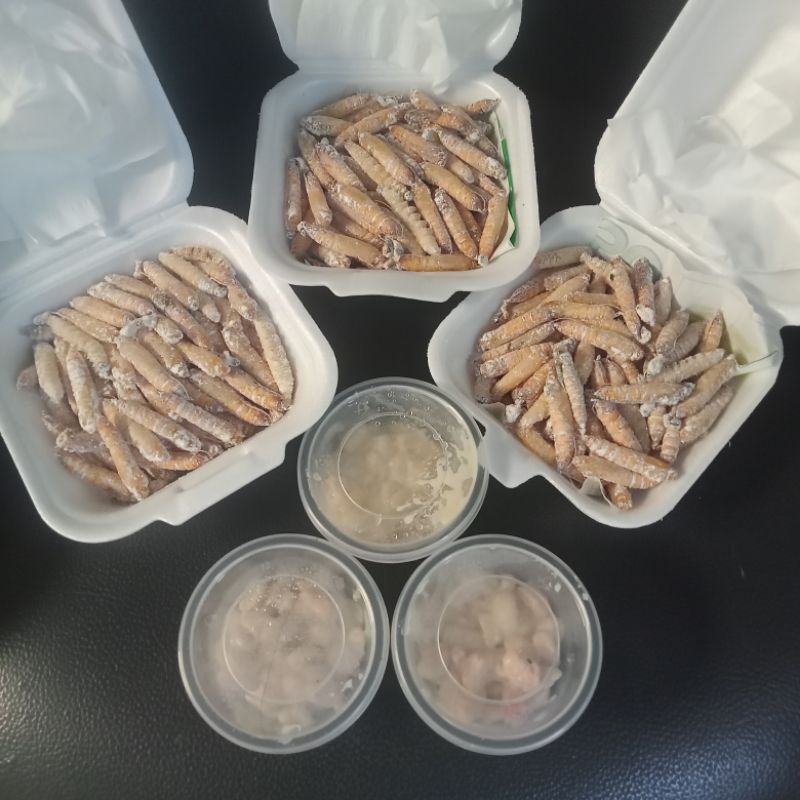 POMPONG PISANG ( isi 110+ ) Lebih | ENTUNG PISANG UMPAN INDUK BAWAL