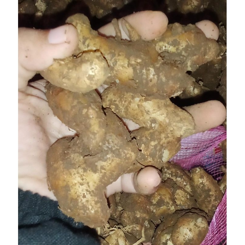 

kencur bumbu dapur 250g 500g & 1000g