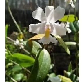

silahkan PROMO anggrek mini dendrobium odoratum sp.. stok redy