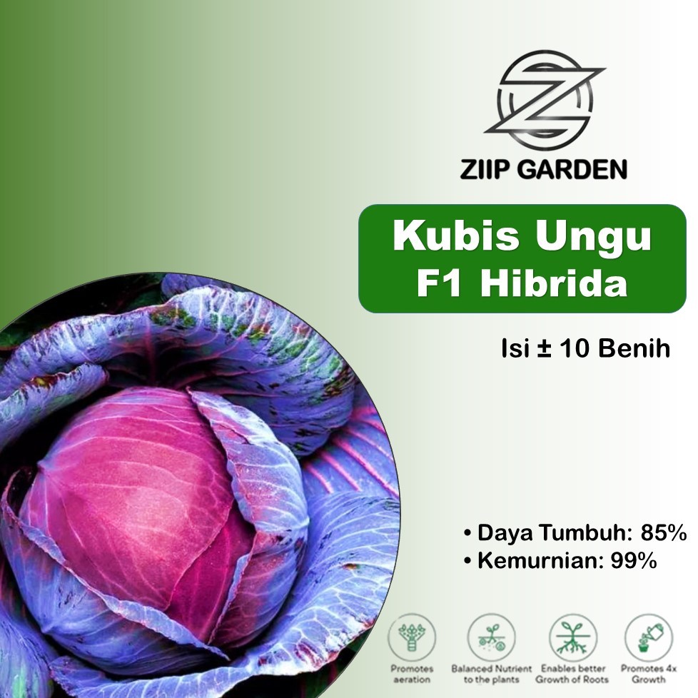 Bibit Sayuran Kol Kubis Ungu F1 Hibrida