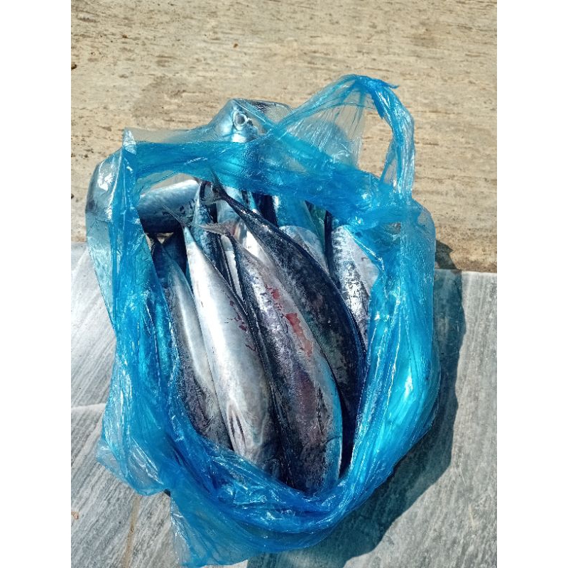 

Ikan tongkol 1kg fresh