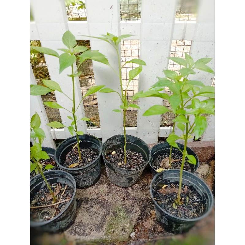 

Bibit cabe rawit hijau tinggi 20 cm