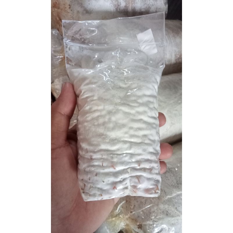 

Bibit Jamur Tiram Putih F1