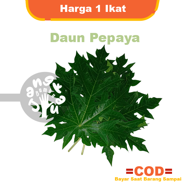 

Daun Pepaya Lokal Segar 1 Ikat