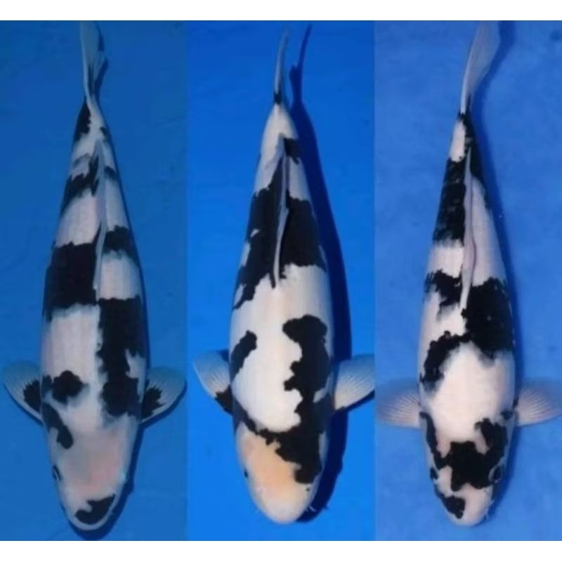 dekorasi akuarium/kolam.. isi 15 ekr anakan KOI SHIRO blitar bonus umpan ikan