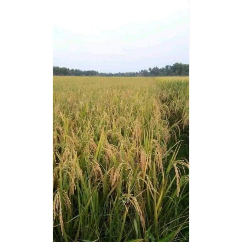 BENIH PADI 2 TONGKOL KUALITAS SUPER UNGGUL KEMASAN 1KG