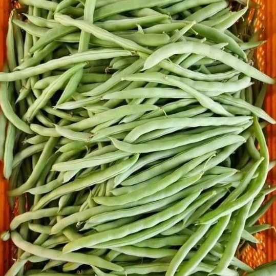 

INSTAN KOTA JAMBI Sayur Buncis 250gr