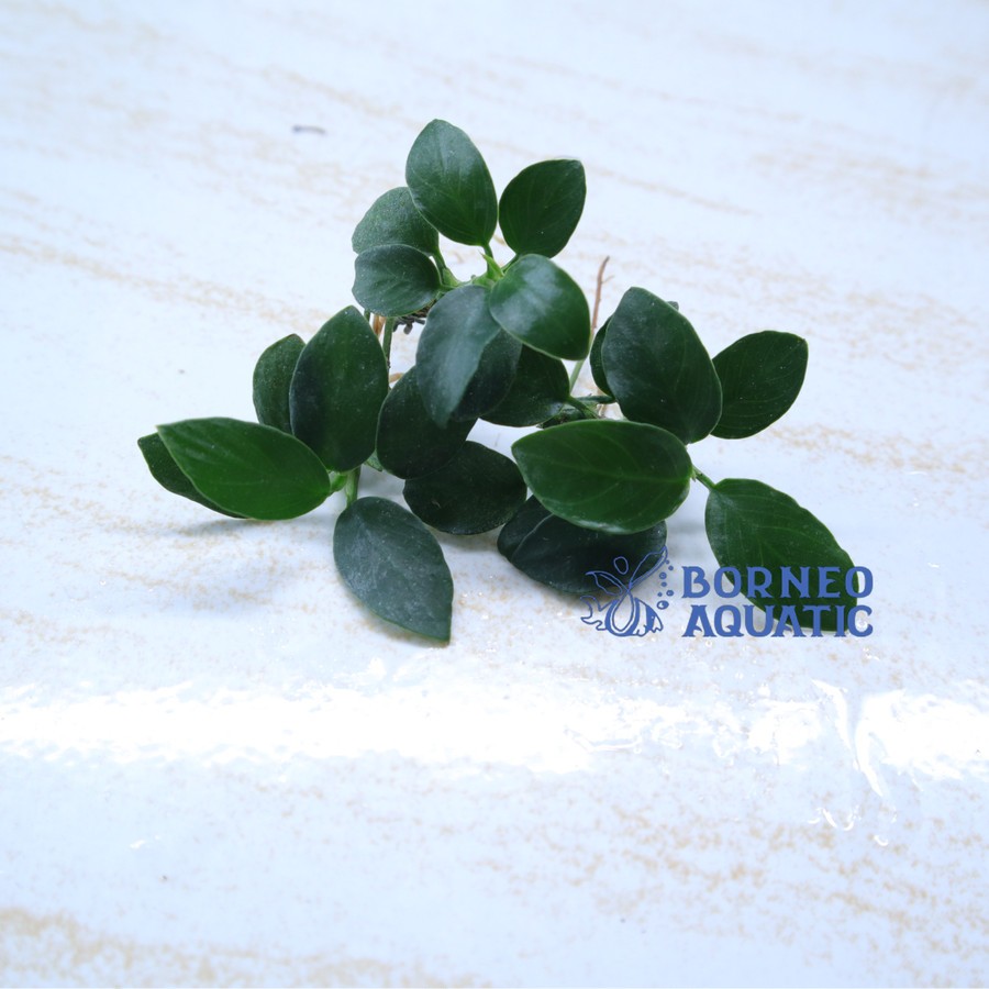 Tanaman Aquascape Anubias Nana Bonsai - Tanaman Aquascape Indonesia