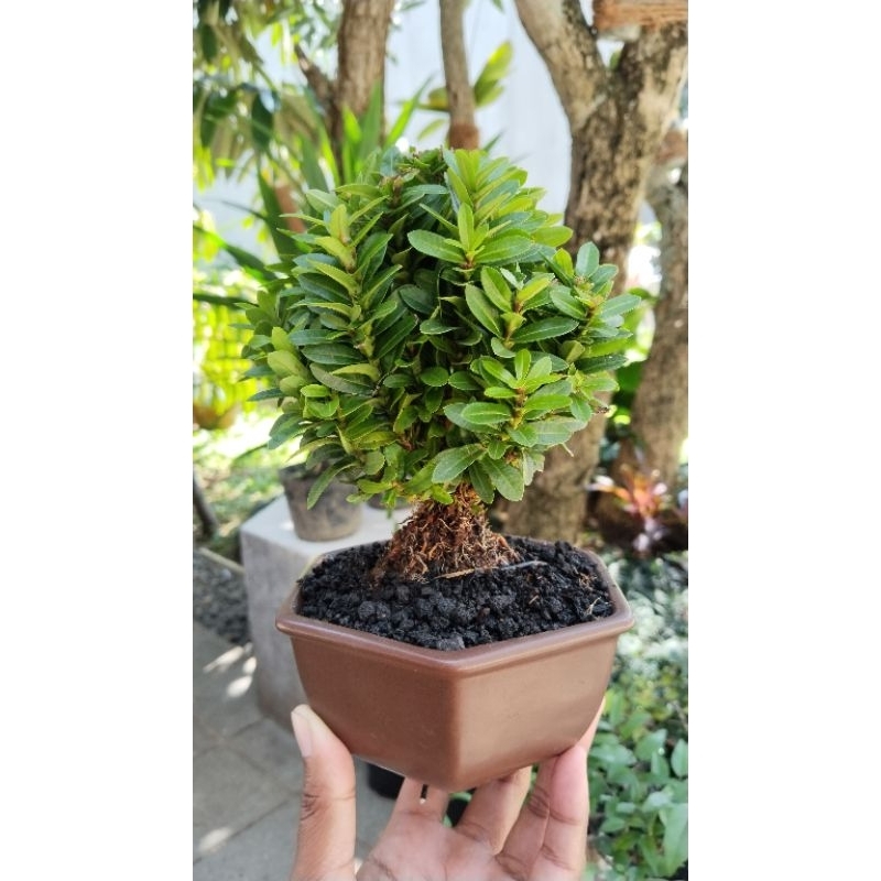 Asoka bunga merah, mikro kompakta