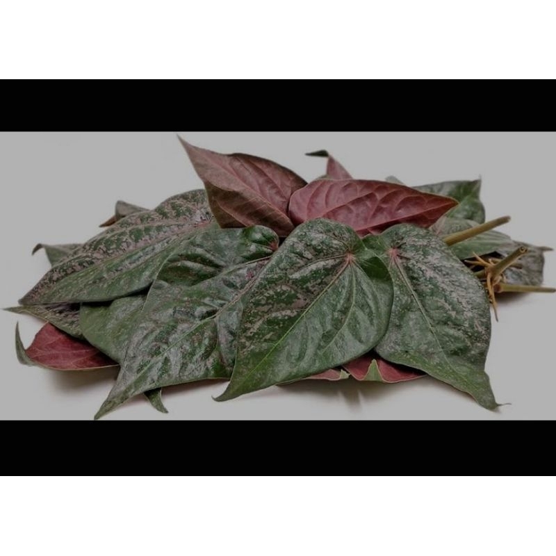 

daun sirih merah fresh 25 lembar