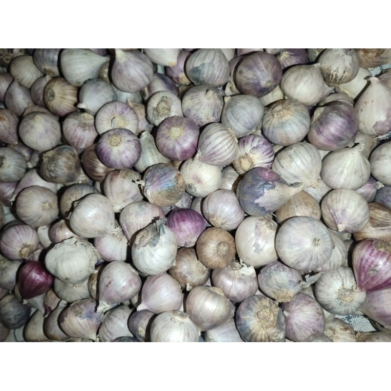 

Bawang Putih Tunggal 1000 Gram (1kg)