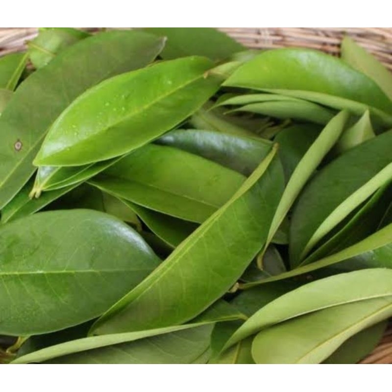 

Daun sirsak segar petik langsung 100 lembar-az