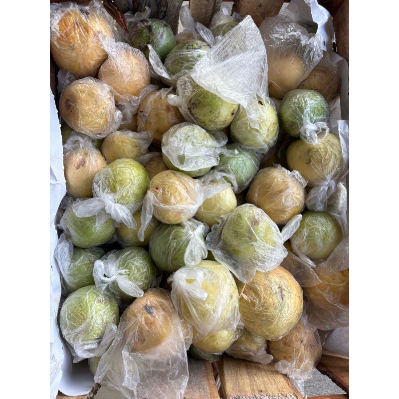 

Jambu Biji Merah/Jambu Jus