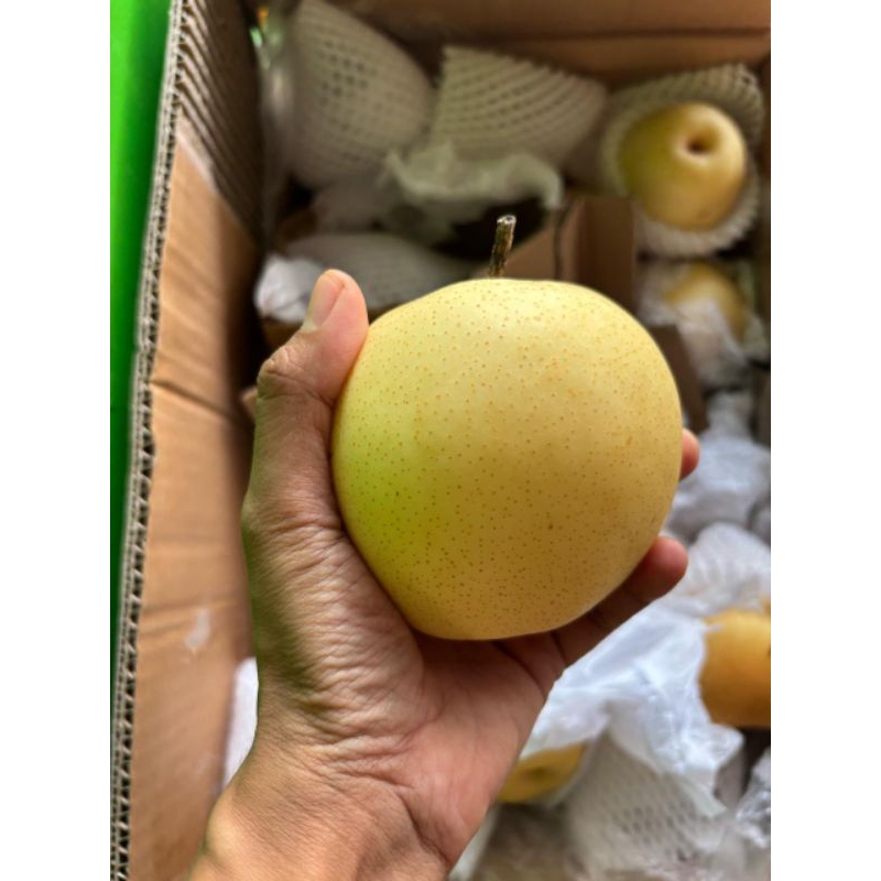 

Pir Century 1 kg isi 3-4 buah