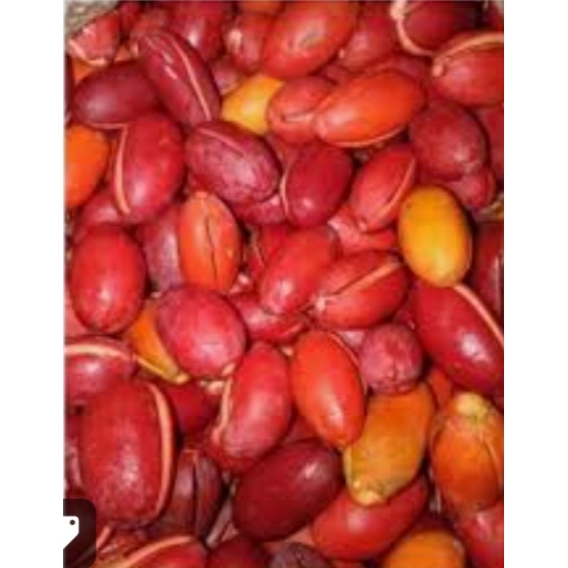 

1kg kulit melinjo merah segar