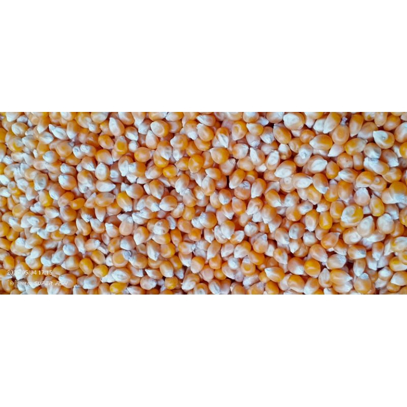

Jagung Popcorn Murah 1KG