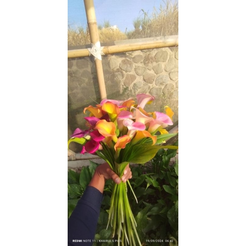 CALLA LILY (Zantedeschia sp) Umbi (cormus) 1 butir