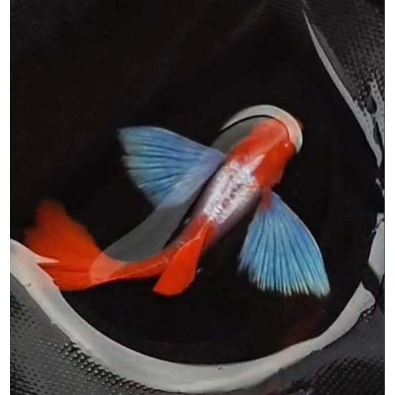 

(stiker)guppy prtde koi