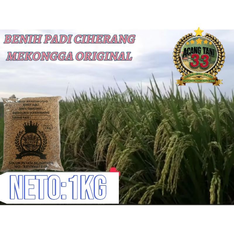 BENIH BIBIT PADI MEKONGGA BERKUALITAS SUPER DUPER UNGGUL (1KG).