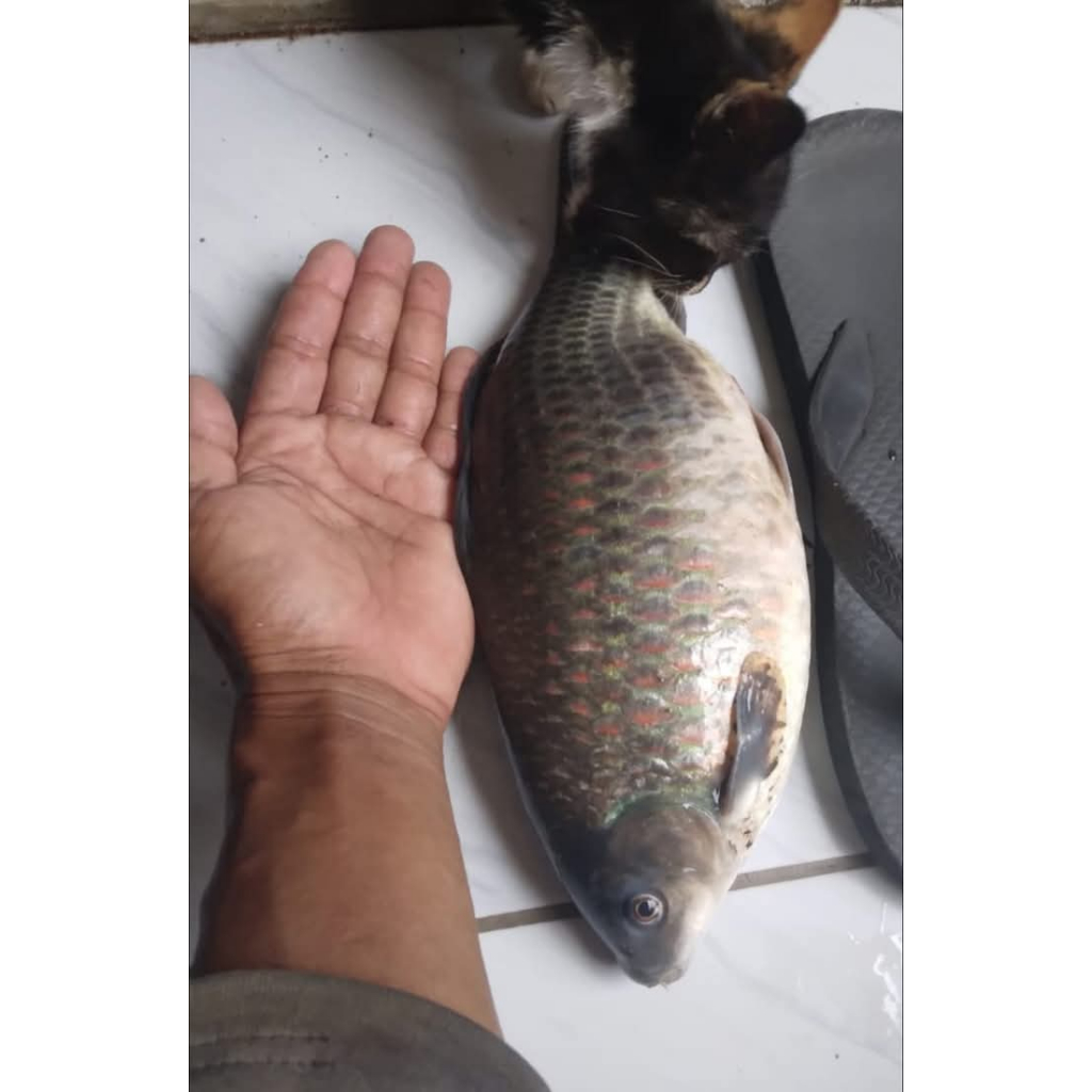 PROMO HEMAT Esen Essen Essence ikan super JM PREMIUM 30 ML Essen ikan mas nila lele bawal patin