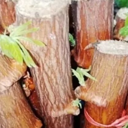 

silahkan COD bibit singkong benih ketela pohon bibit umbi kayu...