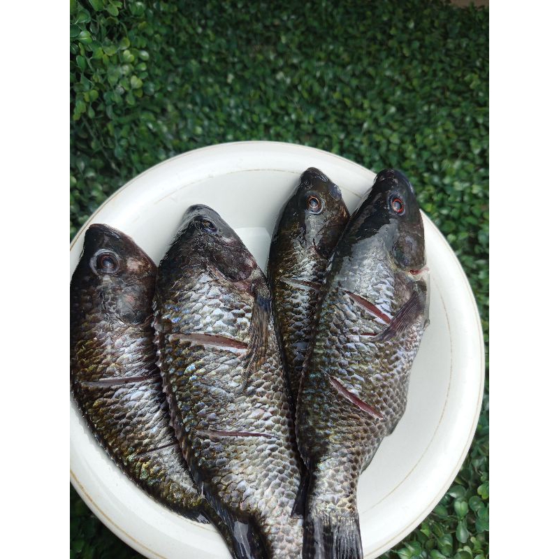 

Ikan Mujaer Ikan Mujaer fresh 1000gram 500gram 250gram