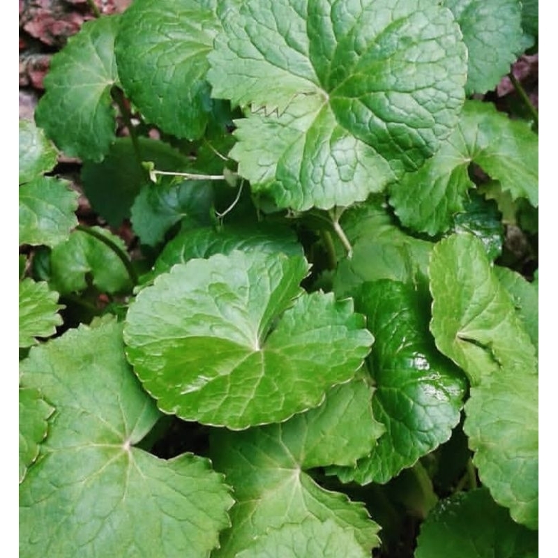 

DAUN ANTANAN PEGAGAN SEGAR COCOK UNTUK LALAPAN/RUJAKAN