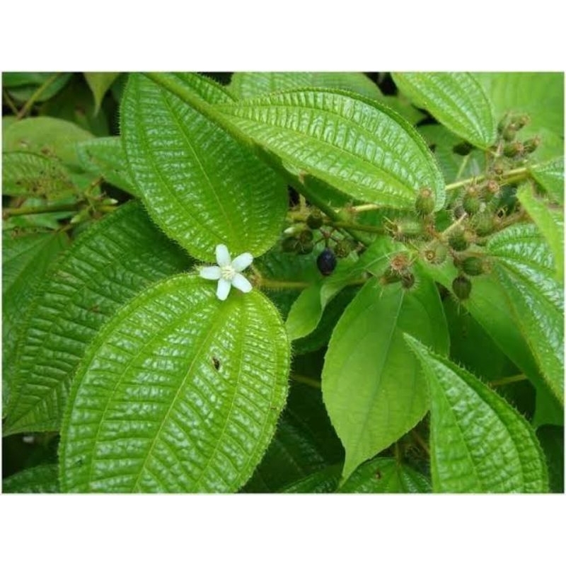 

100 LEMBAR Daun Harendong Bulu Segar | Herbal Alami Obat Maag, Radang & Pencernaan