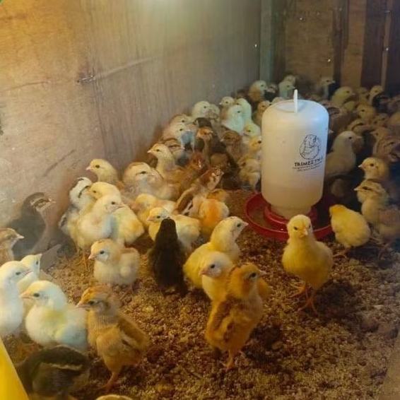 DOC/BIBIT/ANAK AYAM KUB 2 SUDAH VAKSIN (ECERAN)